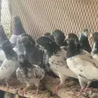 طيور باكستانيه منوة القاني