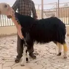 فحل نجدي مشروط