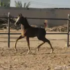 مهر عربي شعبي