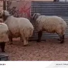 خرفان نعيم