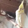 رفحاء زوج كروان منتج 