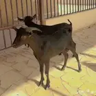 تيوس مرسيانو بيور سلالة حليب
