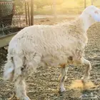 مشروع فحل حري أبرص