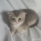للبيع سكوتش فولد