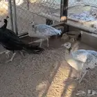 طقم طاووس أو طاؤوس برونز منتج