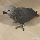 كاسكو ذكر للبيع