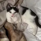 قط للتبني قطط