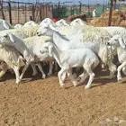 غنم حريات مقاني طيبه صغار سنون العدد 12 تحتها 4