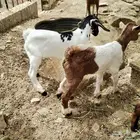 شاتين مناتيج بي تيوس
