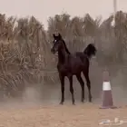 مهر شعبي ادهم فاخر