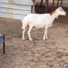 شاه رفيديه جرم طيب