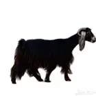 مطلوووب ماعز حليب