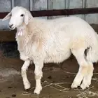طليان للبيع