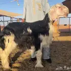 نجدي جذع مشروع فحل
