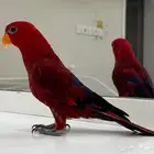 للبيع رد لوري متكلم الليف