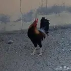 ديك بلدي اصيل