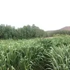 شتلات بونيكام كبييير اسباني شامل التوصيل