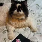 قط شيرازي للتبني