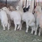خرفان للبيع 10 ( بيشه )