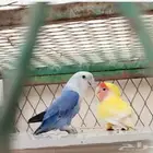 روز