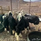 6 خرفان نجد ونعجة رباع معها رخل