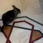 للبيع شانشيلا رمادي