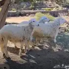 طليان حرية من حلال الديرة