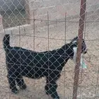 السلام عليكم