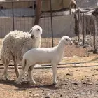رخل تحتها رخل خلفه اول ولده