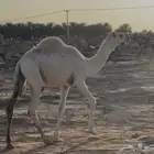 قعود اوضح تمامي