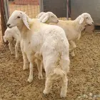 6 روس ذبايح طيبات وبريات نظاف