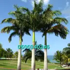 نخل واشنطني ونخل ملوكي للبيع