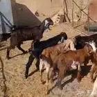 10 جفار طيبات