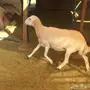 نعجه حريه دافع .. مضرع 