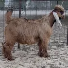 فحل عارضي