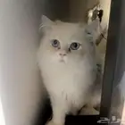 الرياض _حي النرجس