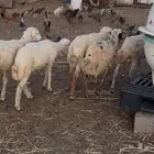 خرفان تربية بلدي