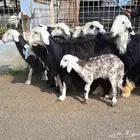 غنم نجدي مقاني صنف العدد 11 با الفحل تحتها 2