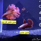 نوادر الفايتر الفاخر سمك فايتر مميز