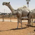 قعود لقي علياني
