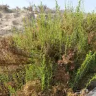 شتلات بريه عاذر