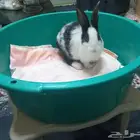 للبيع بالقصيم البكيرية أرنب
