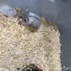 زوج هامستر روسي