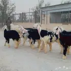 رخال نجد صنف