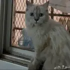 قطة للتبني