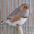 للبيع جوز زيبرا حجم كبير