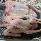 فراخة فرنسي