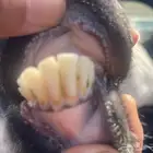 معزاء عوارض دفيع واصل شرط وديوس سلم