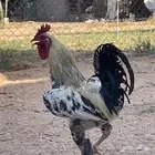 ديك بلدي أفرق فاخر