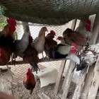 ديك دجاج ديكه عشره ديكه للبيع